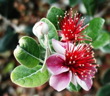 Pineapple Guava, Feijoa sellowiana, Tree Seeds (Edible, Showy Evergreen)