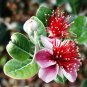 Pineapple Guava, Feijoa sellowiana, Tree Seeds (Edible, Showy Evergreen)