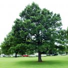 Austrian Pine, Pinus nigra, Tree Seeds (Fast, Evergreen, Hardy, Bonsai)