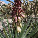 Banana yucca, Yucca baccata, Shrub Seeds (Hardy Evergreen, Edible, Showy)