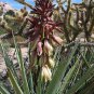 Banana yucca, Yucca baccata, Shrub Seeds (Hardy Evergreen, Edible, Showy)