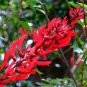Coral Tree, Erythrina corallodendron, Tree Seeds (Showy Tropical, Hummingbirds)