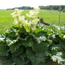 Victoria Rhubarb, Rheum rhabarbarum “Victoria”, Seeds (Fast, Edible, Hardy)