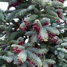 Blue Noble Fir, Abies procera glauca, (Abies nobilis), Tree Seeds (Evergreen)