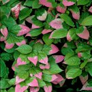 Variegated Kiwi, Actinidia kolomikta, Vine Seeds (Fast, Edible, Showy, Hardy)