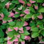 Variegated Kiwi, Actinidia kolomikta, Vine Seeds (Fast, Edible, Showy, Hardy)
