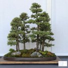 White Spruce, Picea glauca, Tree Seeds (Hardy Evergreen)