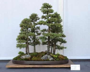 White Spruce, Picea glauca, Tree Seeds (Hardy Evergreen)
