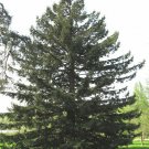 California Redwood, Sequoia sempervirens, Tree Seeds (Fast Evergreen)