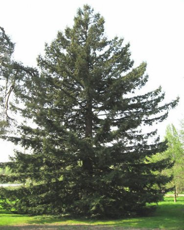 California Redwood, Sequoia sempervirens, Tree Seeds (Fast Evergreen)