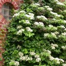 Climbing Hydrangea, Hydrangea anomala petiolaris, Vine Seeds, (Showy, Fragrant)