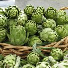Globe Artichoke, Cynara scolymus, Seeds (Fast, Edible, Showy)