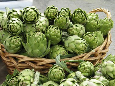 Globe Artichoke, Cynara scolymus, Seeds (Fast, Edible, Showy)