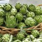 Globe Artichoke, Cynara scolymus, Seeds (Fast, Edible, Showy)