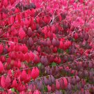 Burning Bush, Euonymus alatus, Seeds (Fall Color, Hardy, Hedge)