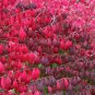 Burning Bush, Euonymus alatus, Seeds (Fall Color, Hardy, Hedge)