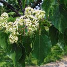 Japanese Raisin Tree, Hovenia dulcis, Tree Seeds (Hardy, Fragrant, Edible)