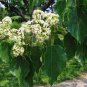 Japanese Raisin Tree, Hovenia dulcis, Tree Seeds (Hardy, Fragrant, Edible)