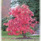 Lily of the Valley Tree, Oxydendrum arboreum, Seeds (Fall Color, Fragrant)