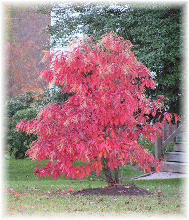 Lily of the Valley Tree, Oxydendrum arboreum, Seeds (Fall Color, Fragrant)