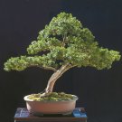 Japanese Yew, Taxus cuspidata capitata, Tree Seeds (Evergreen, Topiary)