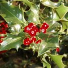 English Holly, Ilex aquifolium, Tree Seeds (Showy Evergreen, Hedge)