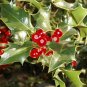 English Holly, Ilex aquifolium, Tree Seeds (Showy Evergreen, Hedge)