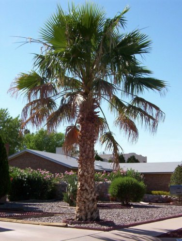 Mexican Fan Palm, Washingtonia robusta, Seeds (Easy, Fast, Edible, Evergreen)