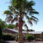 Mexican Fan Palm, Washingtonia robusta, Seeds (Easy, Fast, Edible, Evergreen)