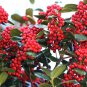 Chinese Holly, Ilex cornuta, Shrub Seeds (Showy Evergreen, Topiary, Hedge)