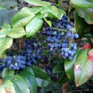 Oregon Holly Grape, Mahonia aquifolium, Shrub Seeds (Edible, Hardy, Showy)