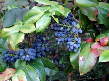 Oregon Holly Grape, Mahonia aquifolium, Shrub Seeds (Edible, Hardy, Showy)