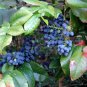 Oregon Holly Grape, Mahonia aquifolium, Shrub Seeds (Edible, Hardy, Showy)