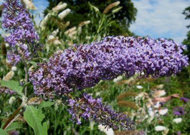 Butterfly Bush, Buddleia davidii, Shrub Seeds (Fast, Showy, Fragrant, Hardy)