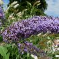 Butterfly Bush, Buddleia davidii, Shrub Seeds (Fast, Showy, Fragrant, Hardy)