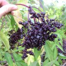 American Elderberry, Sambucus canadensis, Shrub Seeds (Fast, Edible, Hardy)