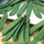 Snow Peas - Dwarf Grey Sugar (Chinese Pea Pod), Pisum sativum (65 Days)