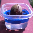 Avocado Pit Germination Holders - 1 or 3 Pit Holders - 3D Printed Plastic