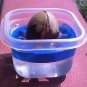 Avocado Pit Germination Holders - 1 or 3 Pit Holders - 3D Printed Plastic
