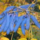 Blue Sausage Fruit, Decaisnea fargesii, Shrub Seeds (Fast, Fall Color, Edible)