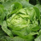 Lettuce Seeds - Buttercrunch (Boston Type)