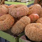 Galeux D' Eysines Squash, (Peanut Pumpkin), Cucurbita maxima, Seeds