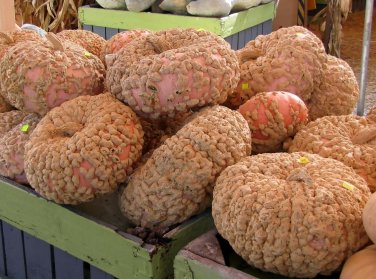 Galeux D' Eysines Squash, (Peanut Pumpkin), Cucurbita maxima, Seeds