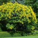 Golden Raintree, Koelreuteria paniculata, Tree Seeds (Fast, Hardy, Showy)
