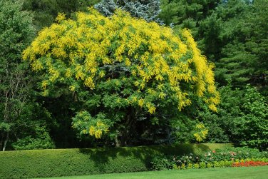 Golden Raintree, Koelreuteria paniculata, Tree Seeds (Fast, Hardy, Showy)