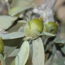 Jojoba, Simmondsia chinensis, Seeds (Edible, Long Lived Desert Shrub, Hedge)