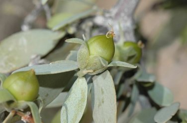 Jojoba, Simmondsia chinensis, Seeds (Edible, Long Lived Desert Shrub, Hedge)