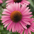 Purple Coneflower, Echinacea purpurea, Perennial Seeds (Fast, Showy)