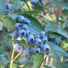 Highbush Blueberry, Vaccinium corymbosum, Seeds (Edible, Fall Color, Hardy)