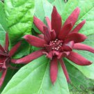 Carolina Allspice, Calycanthus floridus, Seeds (Fragrant, Showy, Fall Color)